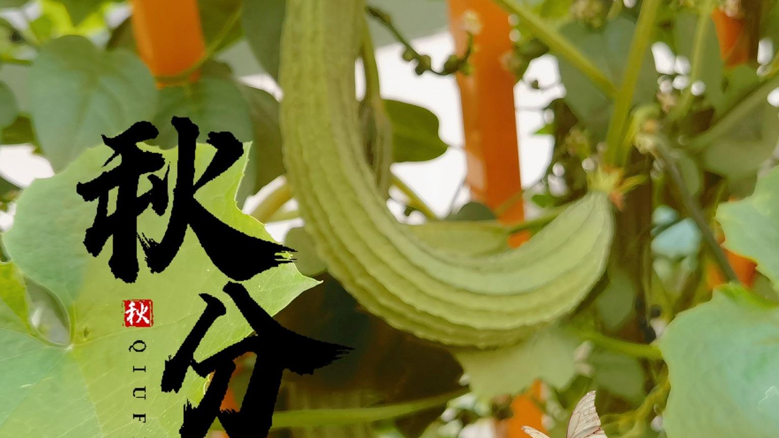 美食教程|9月23日秋分节气，记住“4吃，1不吃”，福气进门寓意好，轻松过秋