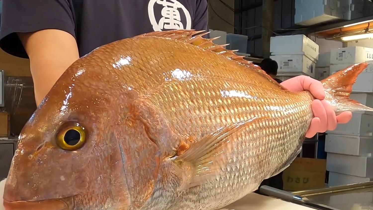 海钓|大真鲷如何钓？海钓大真鲷的5个要点