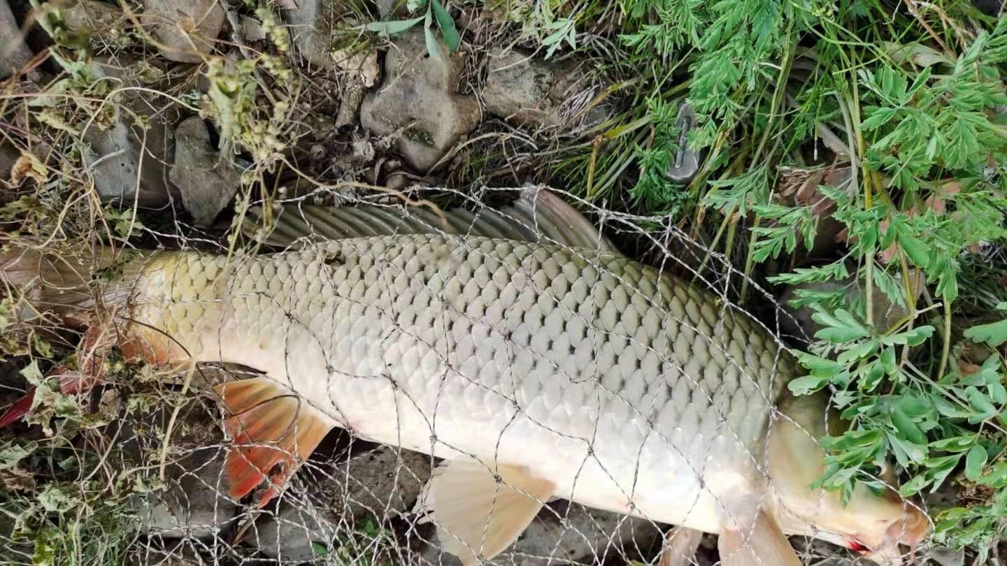 小兴凯湖的神秘钓点，好不容易来一趟，却被“王八”扫了兴