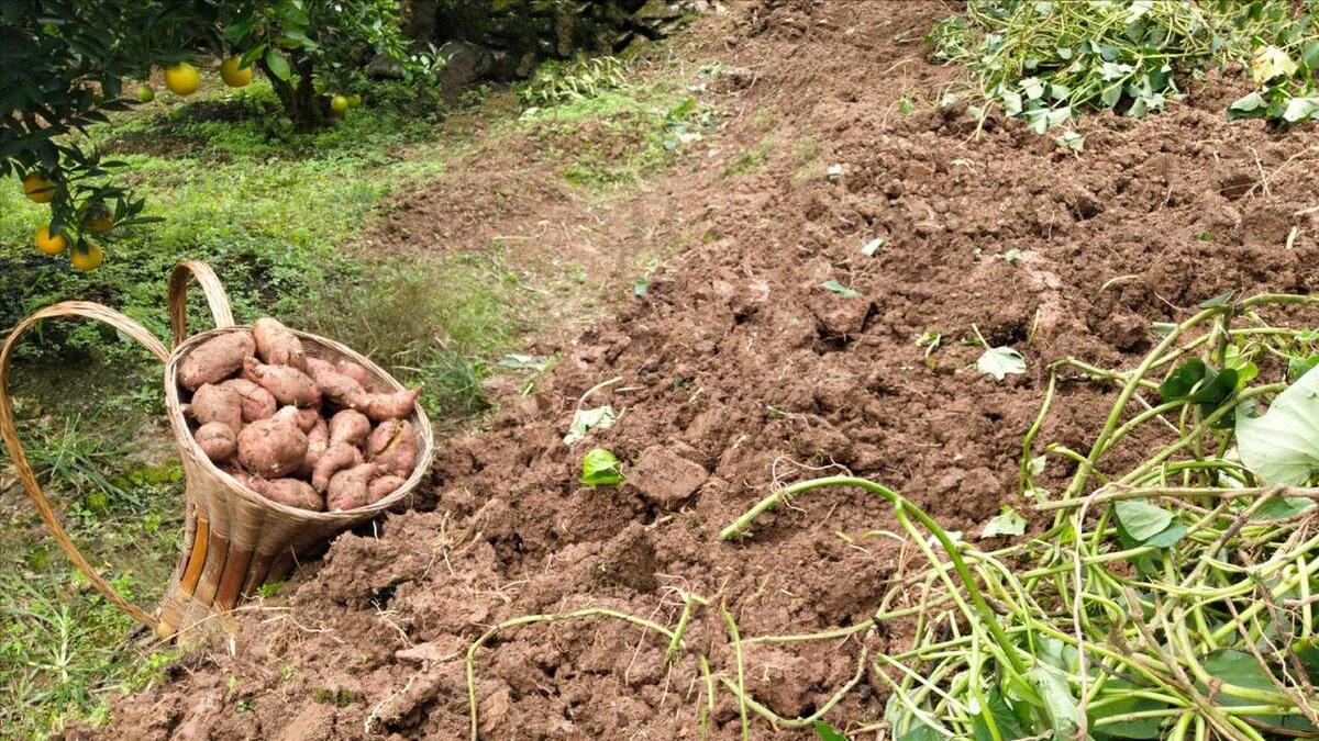 红薯|“红薯五不吃，吃了秋难安”，喜欢吃红薯的要留意，别不当回事