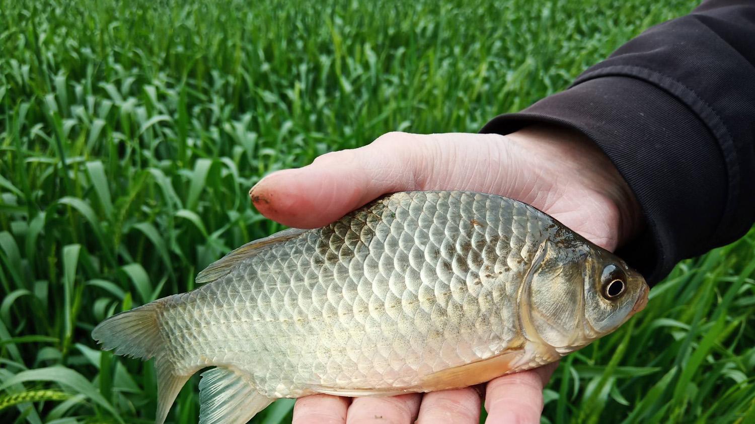 夏季野钓鲫鱼的聚鱼、促食和留鱼方法，连竿爆护的关键