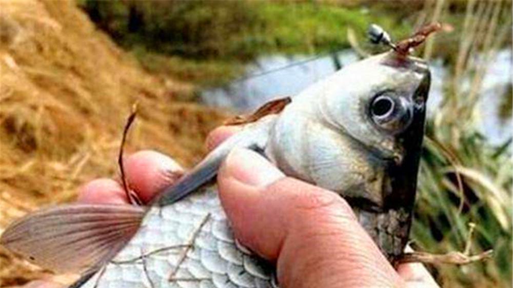 鲫鱼|仲春野钓，最好用这种传统钓法，轻松钓获大鲫鱼