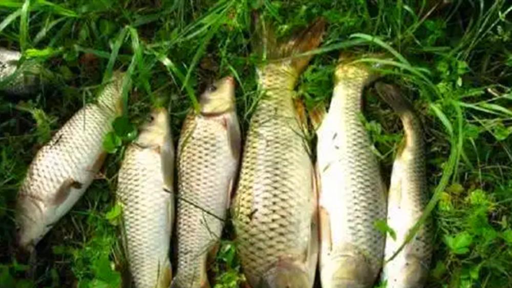 饵料|夏季野钓选深水？遇上这4种情况，鱼群都在浅水