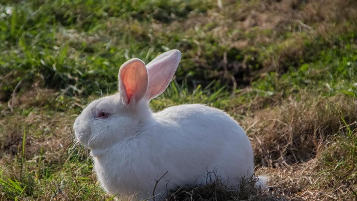 生肖兔最怕的是什么？最不怕的又是什么？