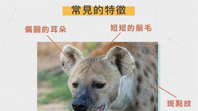 其貌不扬的斑鬣狗，为啥喜欢掏肛？动物被掏肛时又为何原地不动？