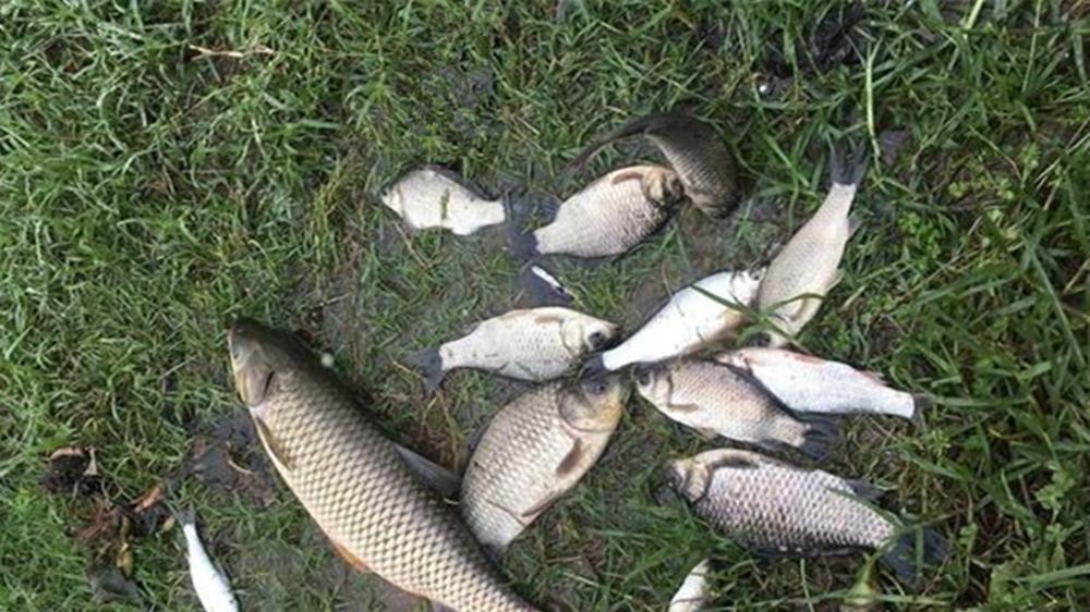 仲秋野钓鱼情转好，不注意这些套路，还是钓不到