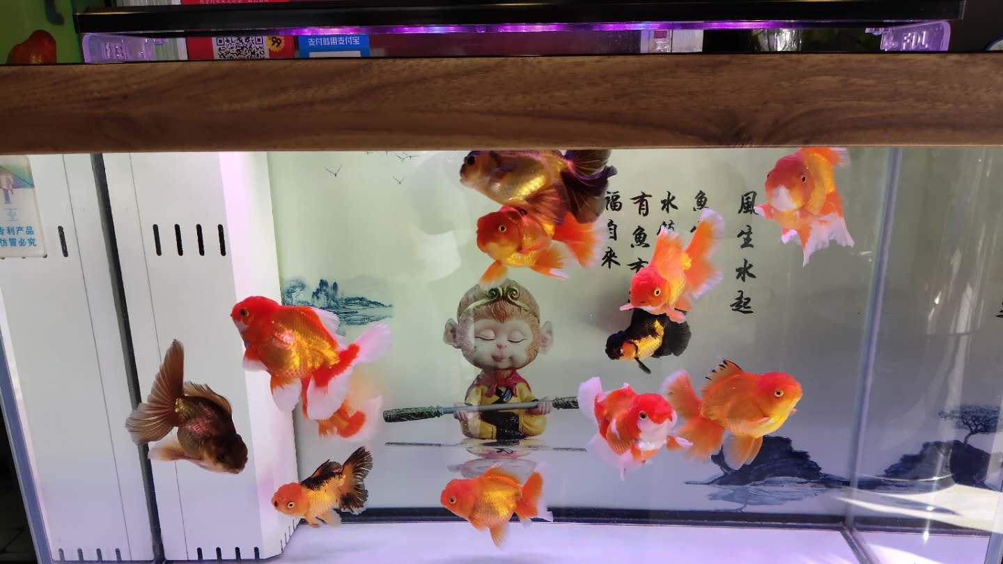 |养鱼，为什么不能轻易换水？不能轻易清洗滤棉？