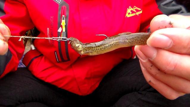 长江禁渔后鱤鱼数量大增，专家坐不住了：呼吁推行泥鳅钓鱼