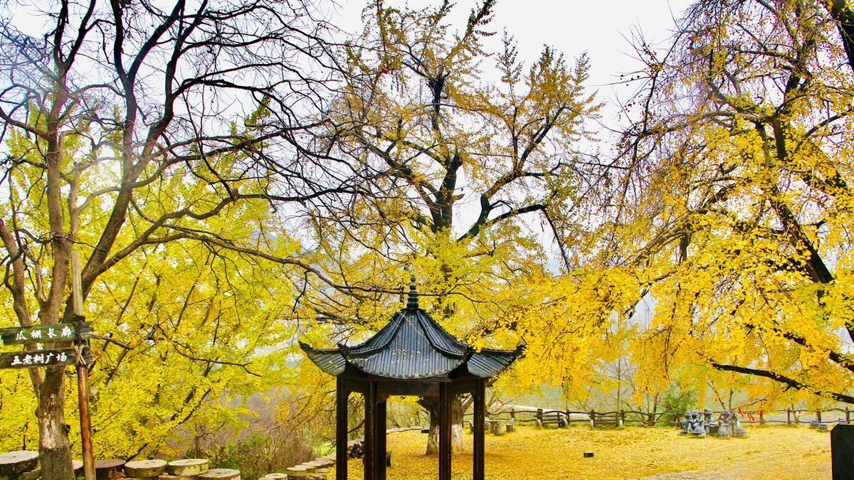内蒙古|赏秋胜地，这些11月的银杏观赏地，美出天际