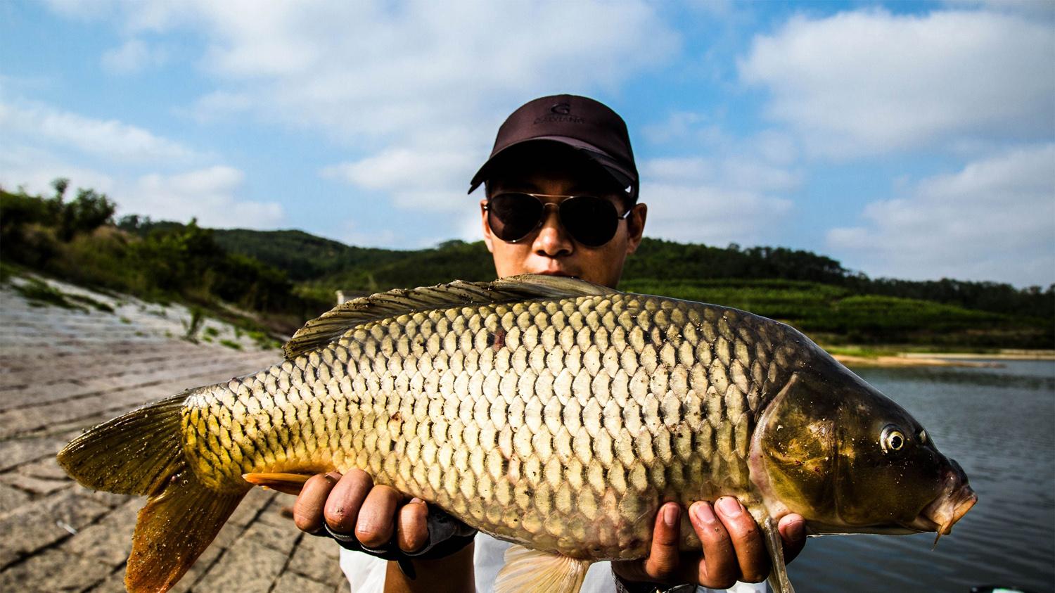 鲫鱼|为什么野钓总是钓不到大鱼? 钓不到野生大鱼的4点原因