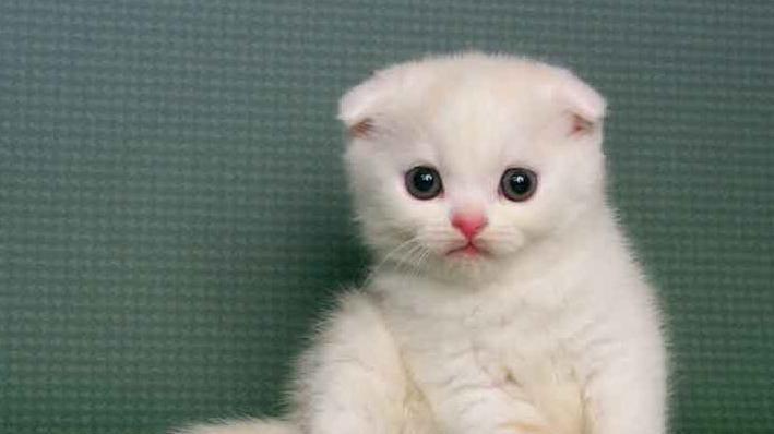 广德|猫咪的“办公室政治”分析，看看像不像职场的我们？你说呢