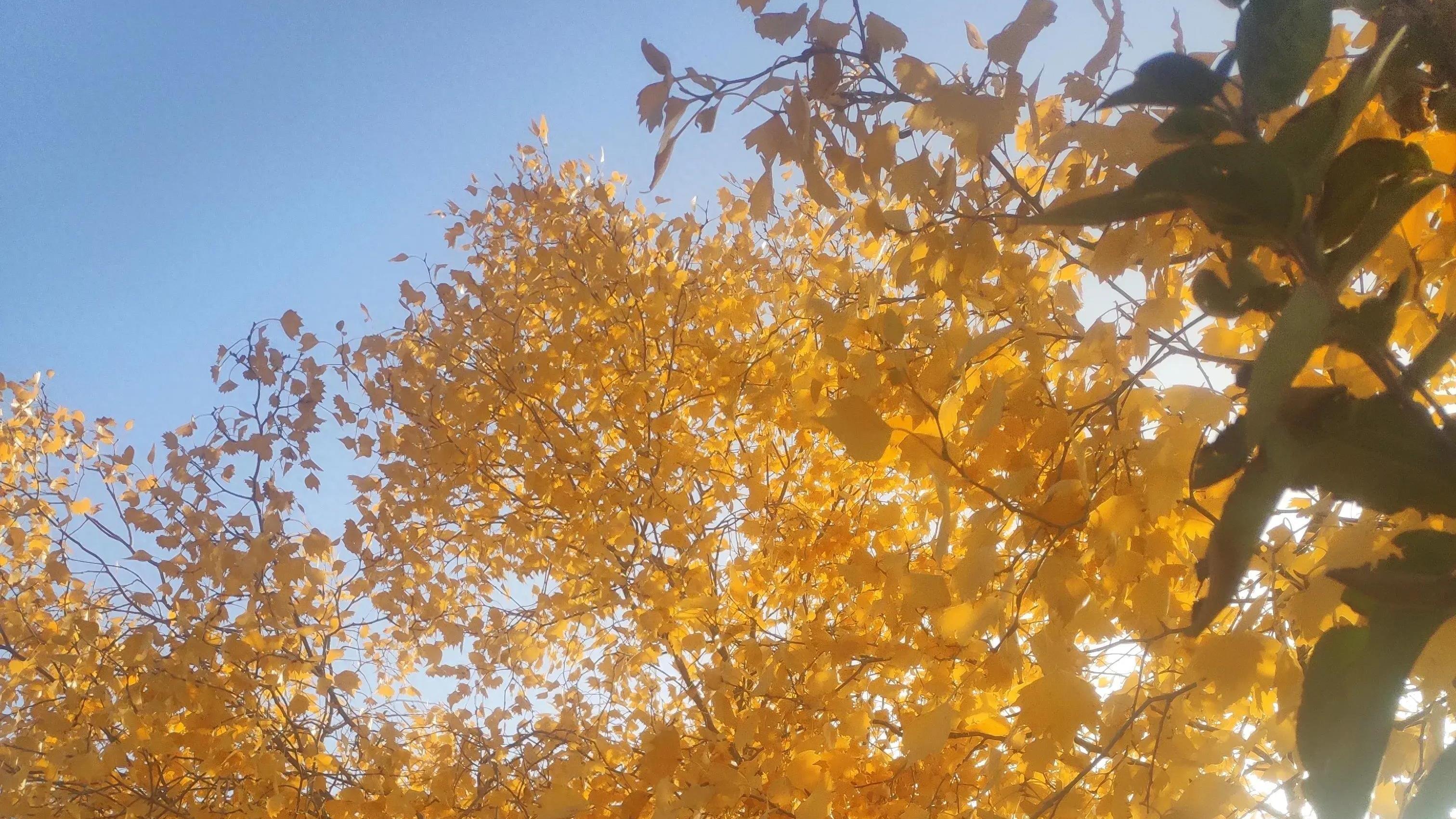 |秋之美在山巅的胡杨树上