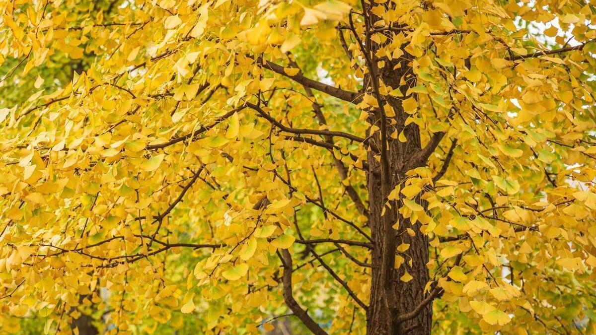 上海某985男生，被华为校园招聘，说计算机专业月薪2万是侮辱价？