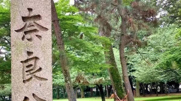 奈良公园|奈良公园：漫步在历史与自然的交融中