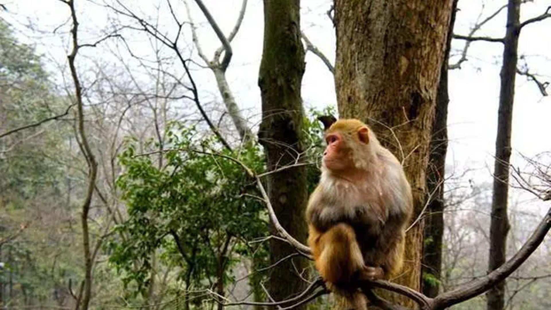 黔灵山“猴娃”：9岁与猴同住 抢钱分一半给猴子 最终被捕入狱！