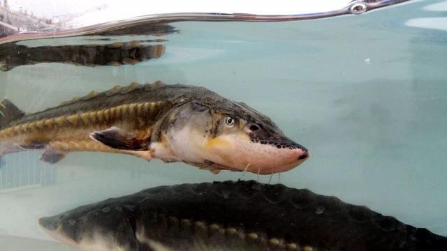 捕鱼|3小时电鱼1200斤！将钓鱼视为“主要问题”的专家们，该醒醒了