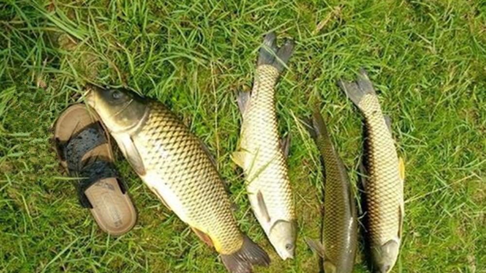 仲秋野钓4大绝技，爆护的秘诀就在这里，大鱼连竿不是难事