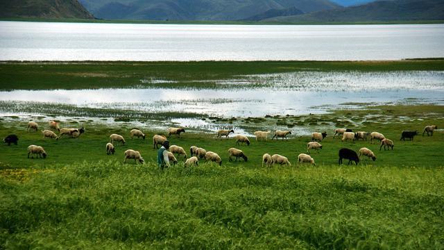 |羊卓雍措湖约有8亿多公斤鱼，当地民众从不捕鱼，究竟是何原因？