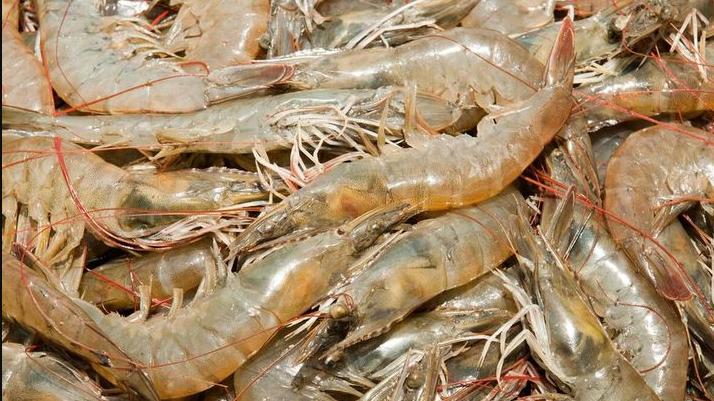 |买大虾，选“直虾”还是“弯虾”？渔民：区别很大，建议弄懂再买