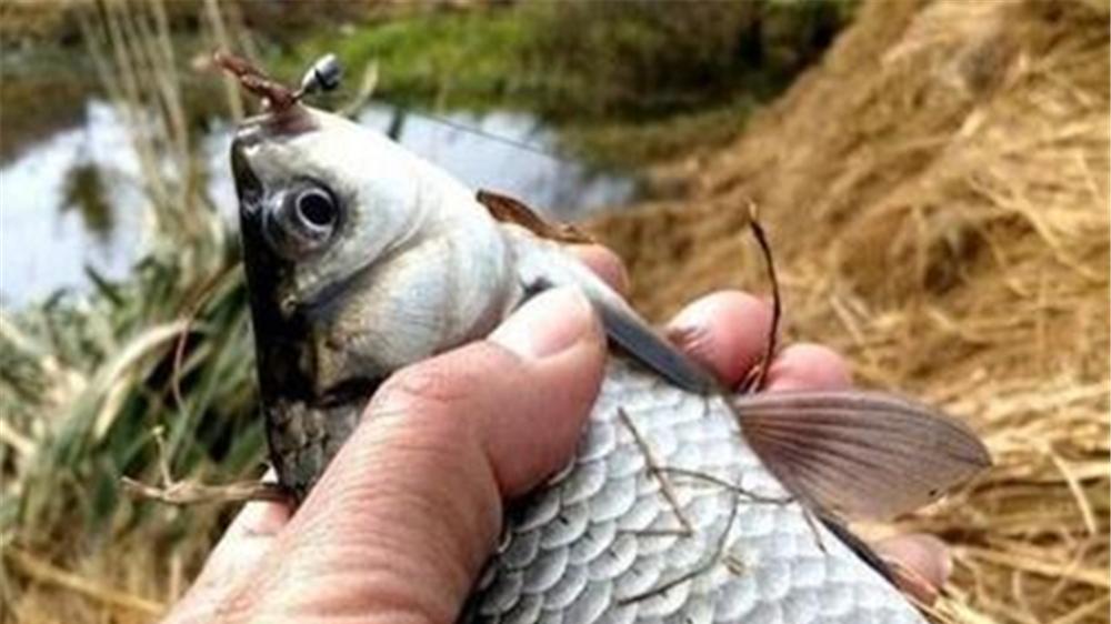 饵料|万能钓饵的正确用法，渔获差异巨大，原因是少了几个步骤