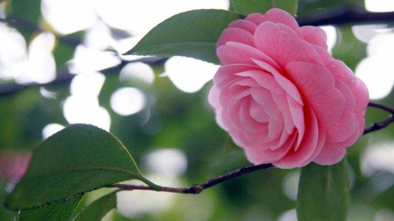 懂得与人取长补短，事业进步飞快，明年有望脱贫致富的星座