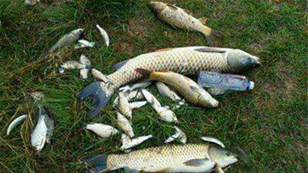 鲫鱼|春天野钓热门钓位，水下大鱼一群群，找准位置渔获倍增