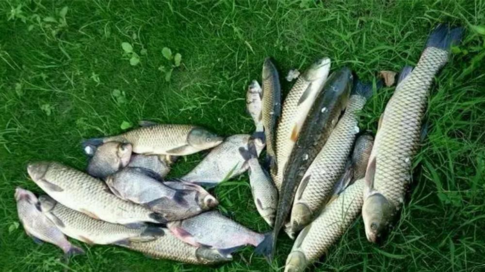 夏天鱼难钓，想要连竿上鱼，只要把铅坠动一动