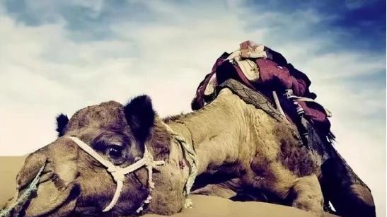 古镇|生命的谜团：为何在沙漠中，发现骆驼尸体后要赶紧走开？