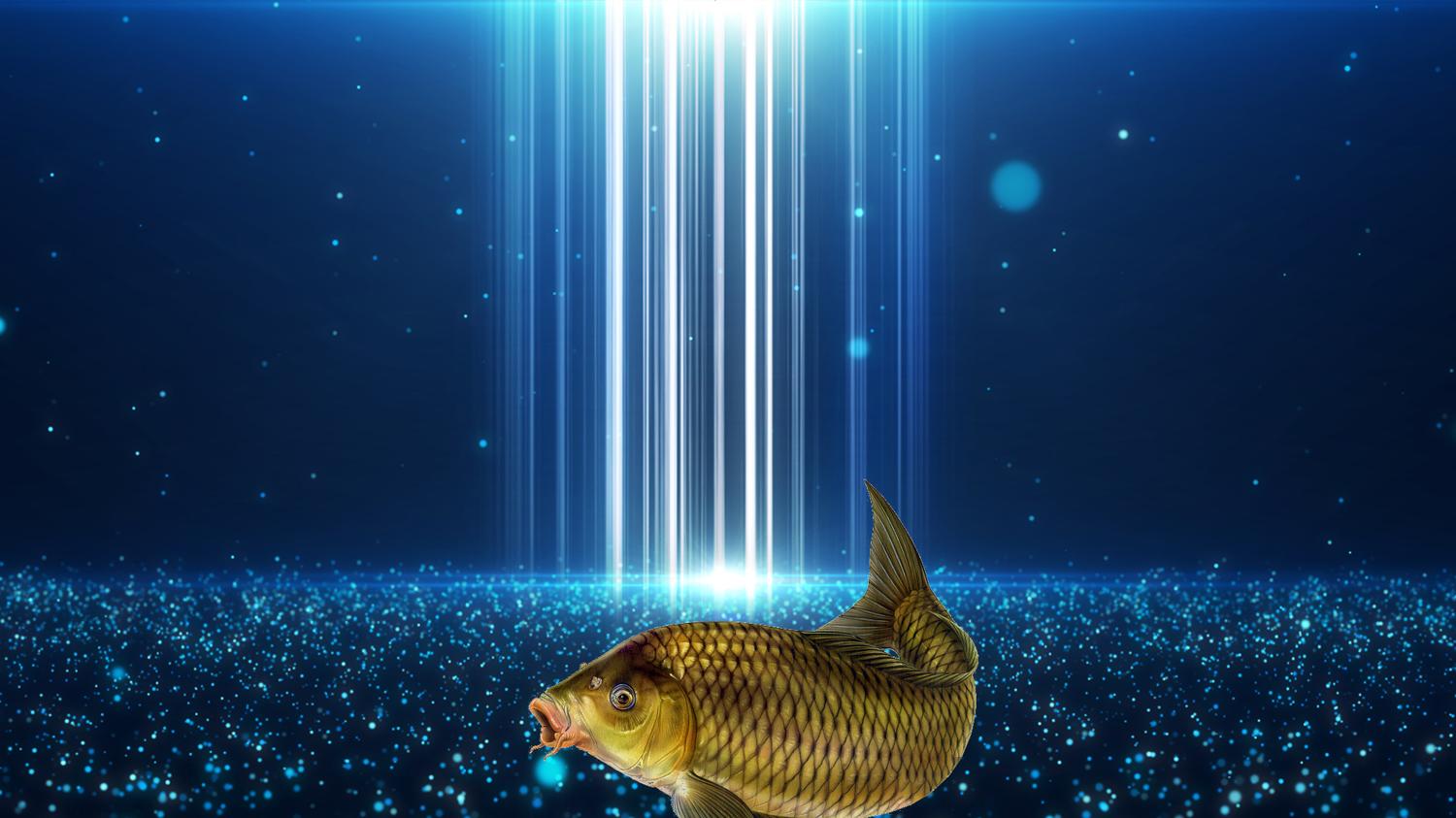 饵料|钓鱼小药到底有没有用？钓鱼小药的作用和3个死穴