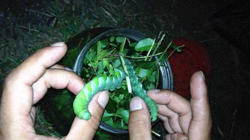 野钓草鱼饵料配方大全，饵料对了口，大鱼才会跟着走