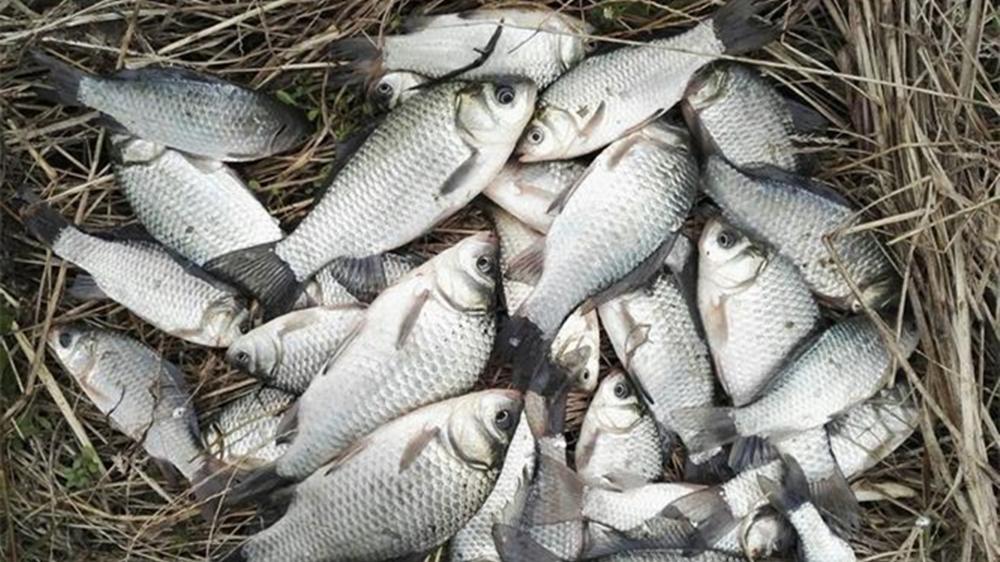 寒冬野钓鲫鱼，用这种高灵敏度钓法，天冷不怕鱼口轻