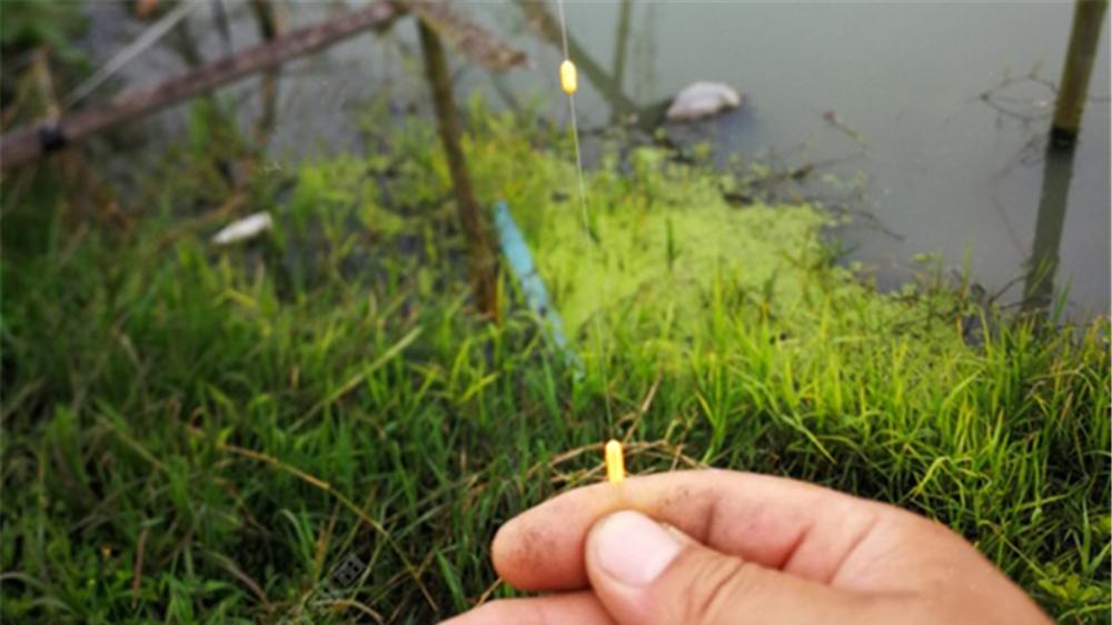 饵料|春季野钓鲫鱼，最强的5个爆护秘诀，熟练掌握百试百灵