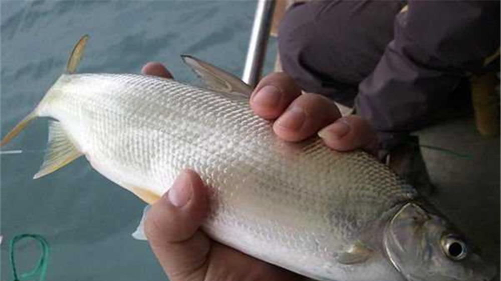 青苔|小鱼中的“大力士”，春季野钓黄尾鲴，调漂得当才能连竿上鱼