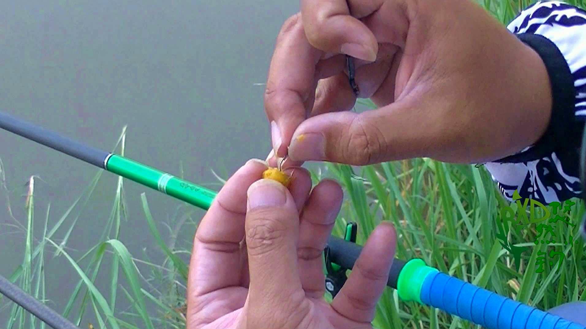 玉米|玉米作为素饵之王，怎么用饵效果更好？都能钓获哪些鱼？