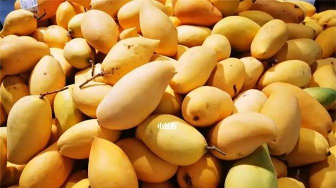 |芒果里面最差的品种？鹰嘴芒果号称最难吃的水果，到底什么味？