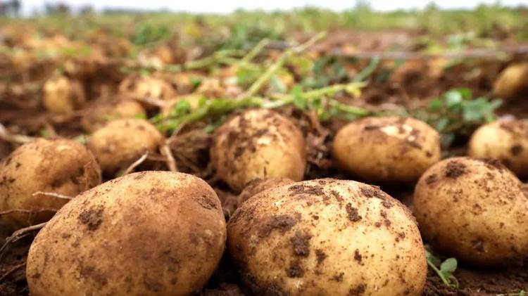 土豆|它被誉为“地下人参”，1斤顶10斤苹果！常吃润肠通便，腿脚利落