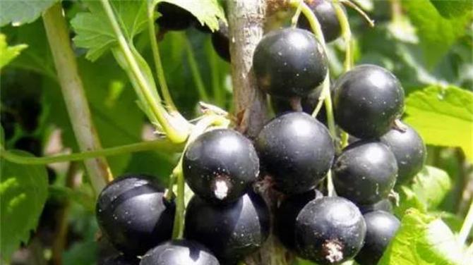 葡萄|黑加仑是什么水果？黑加仑是葡萄吗？教你区分黑加仑和黑葡萄