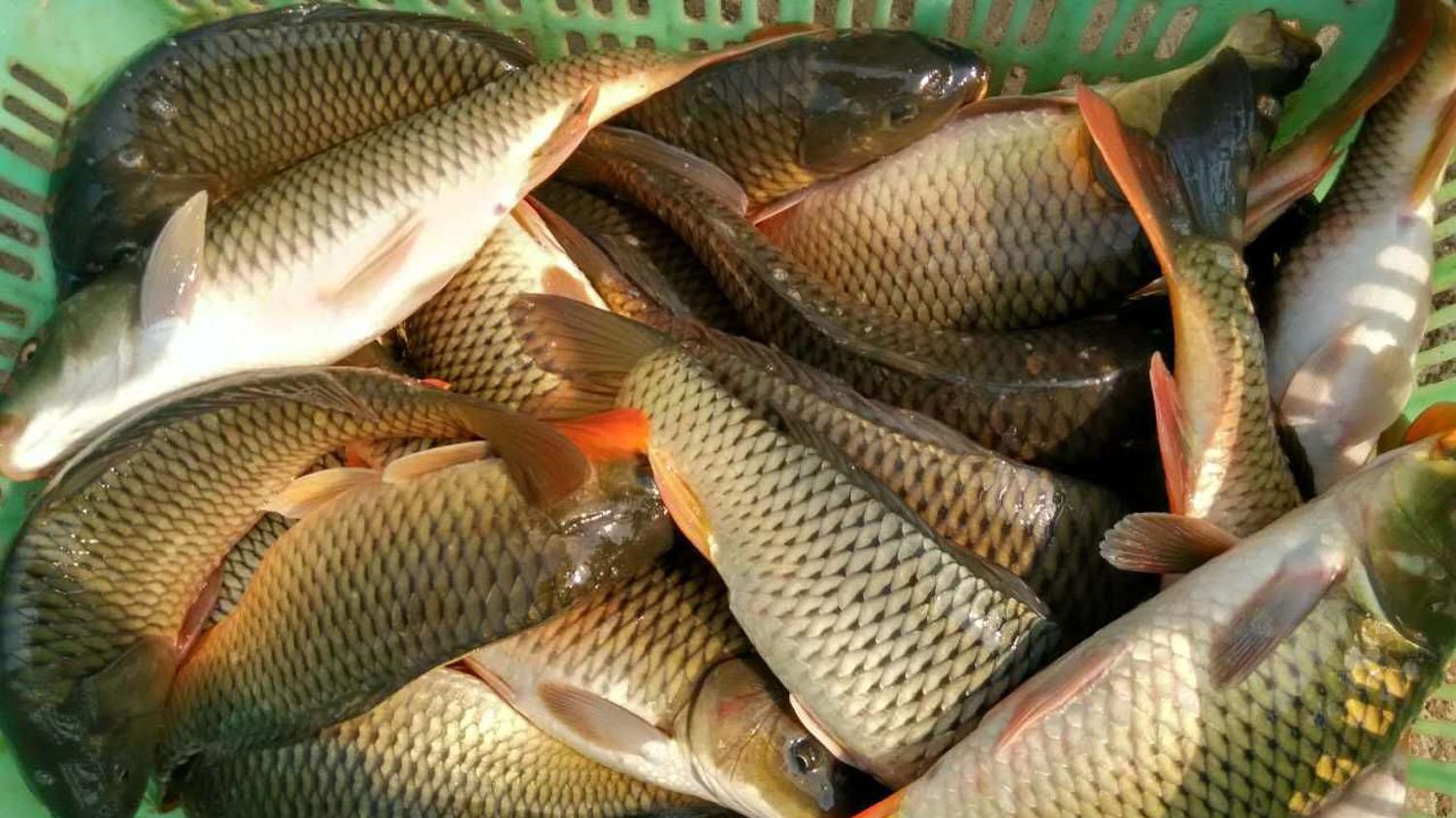 冬季钓鱼时给鱼促食的4种方法，简单又实用