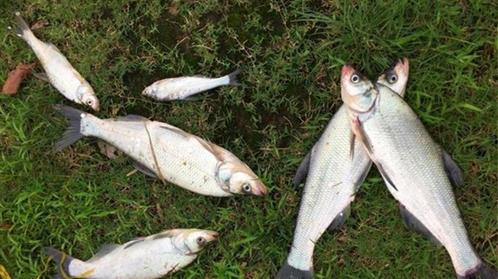 野钓翘嘴鱼，最佳时间和钓法，狂拉不是不可以