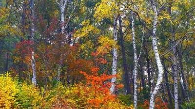 |走进五彩斑斓的秋天景色