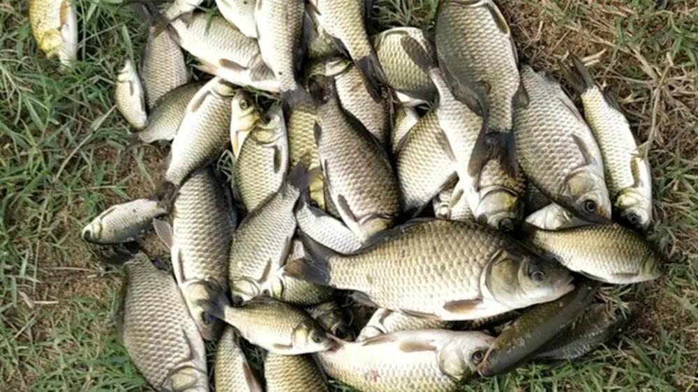 夏季钓鲫鱼，钓位不能胡乱选，大鲫鱼就在2种位置