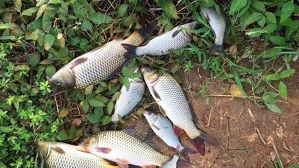 秋季野钓鲤鱼攻略：5个连竿技巧，让你过足钓鱼瘾