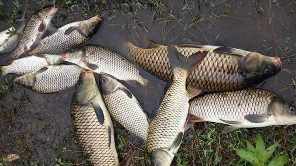 仲秋野钓大水面，自制“绝杀”老玉米，专门“斩”大鱼