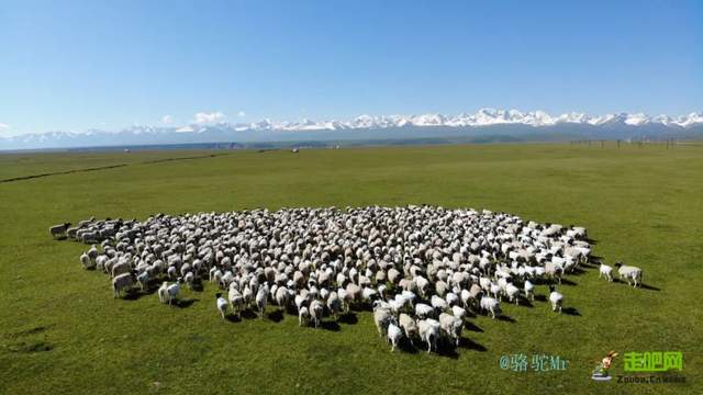 草原|夏天均温16℃！中国最大高山湿地草原迎来最美季，值得打卡100次