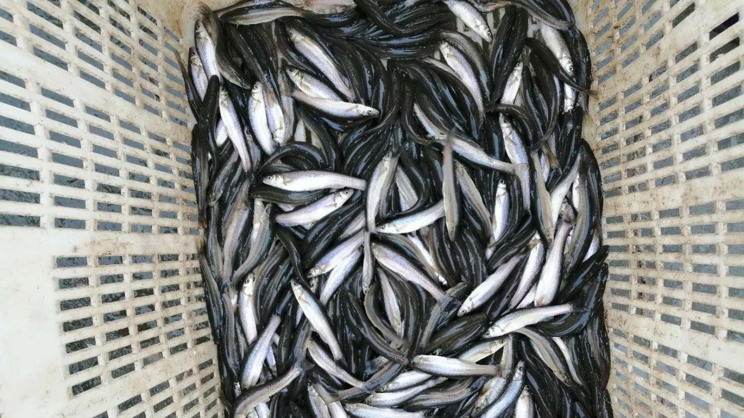 钓柳根鱼的4个细节，掌握之后才能钓得多