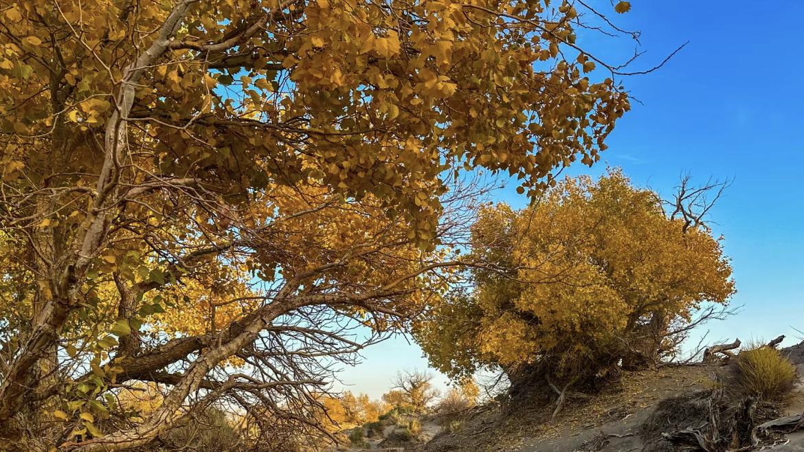 新疆|探访新疆哈密伊吾县：沙漠、胡杨林与美食的完美之旅