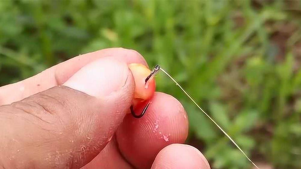 秋天野钓鲤鱼，4个奇效玉米饵料，最后这个“重口味”