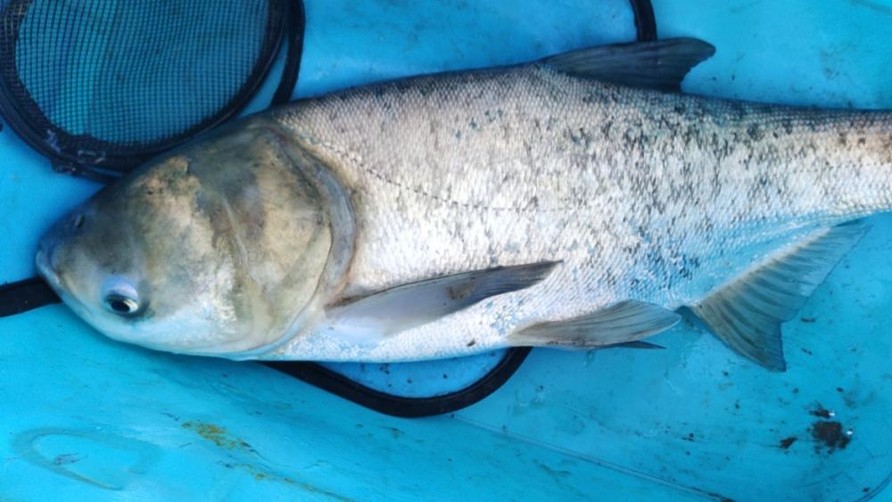 |小综合钓什么鱼？钓什么鱼手感最佳？