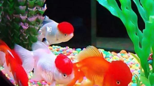 生肖|一生命好富多，能够名利双收的生肖