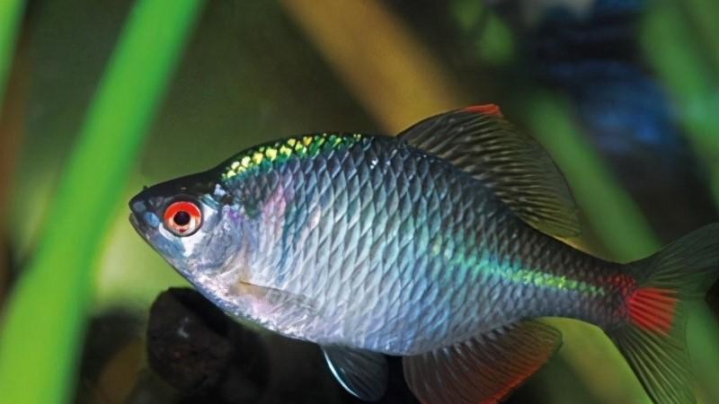 河鲜|正在“消失”的6种河鲜，小时候多到没人吃，现在却可遇不可求